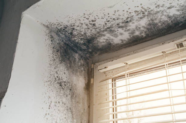 Affordable Mold Remediation solutions in Farmington, IL